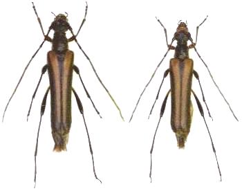 Ohbayashia nigromarginata