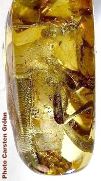 Paracorymbia antiqua