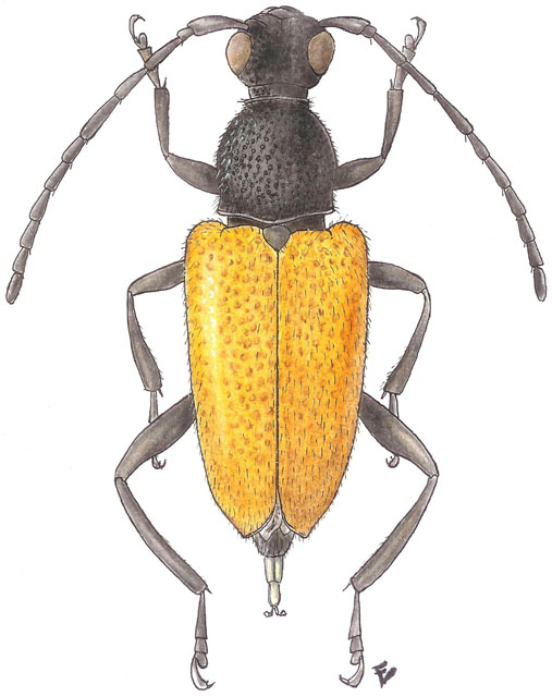 Paracorymbia antiqua