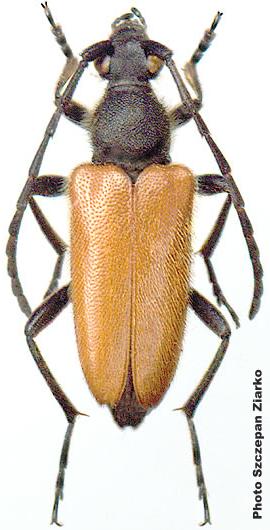 Paracorymbia excisipes