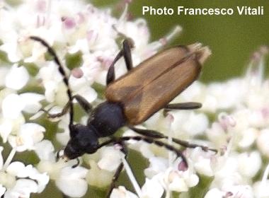 Paracorymbia maculicornis