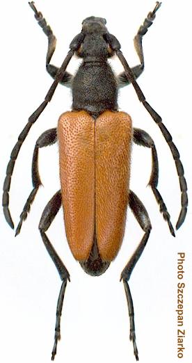 Paracorymbia pallens