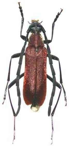 Paranaspia yayeyamensis