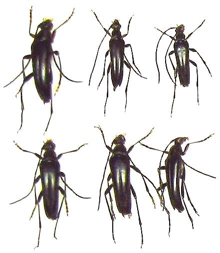 Pedostrangalia femoralis