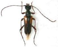 Pseudallosterna aritai