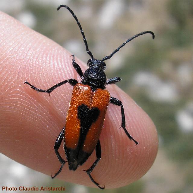 Stictoleptura (Stictoleptura) cordigera cordigera