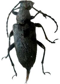 Stictoleptura (Melanoleptura) scutellata