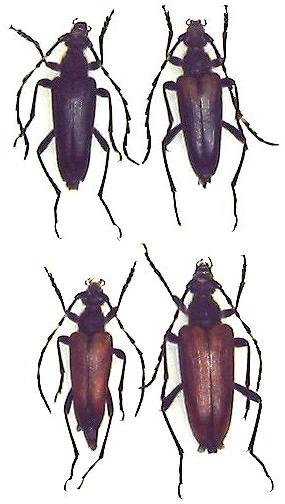 Stictoleptura (Stictoleptura) variicornis
