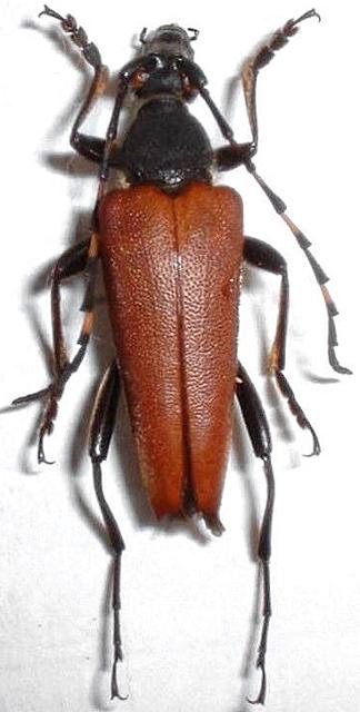 Stictoleptura (Stictoleptura) variicornis