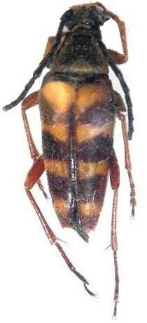 Typocerus velutinus