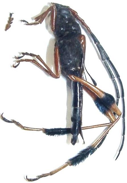 Callisphyris leptopus