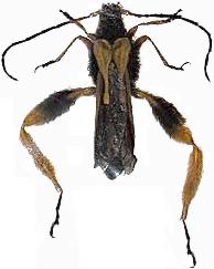 Callisphyris macropus