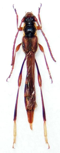 Necydalis (Necydalis) moriyai
