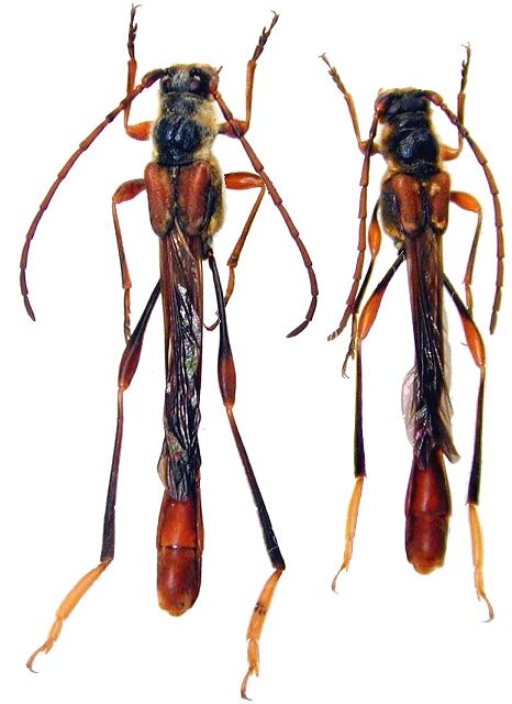 Necydalis (Necydalis) moriyai