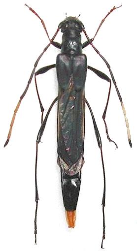 Necydalis (Necydalisca) odai