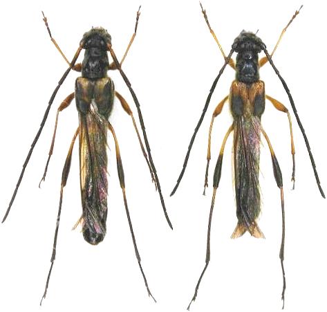 Necydalis (Necydalisca) solida