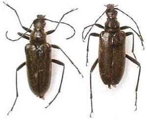 Acmaeops septentrionis