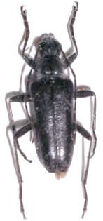 Acmaeops septentrionis