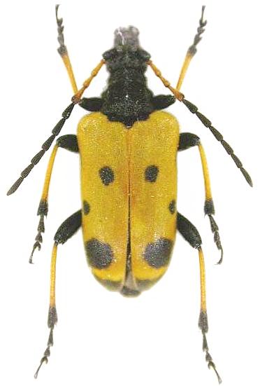 Brachyta bifasciata