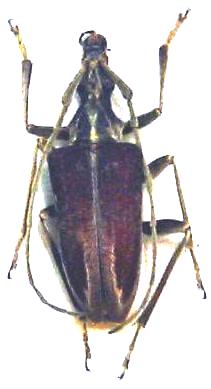 Capnolymma borneana