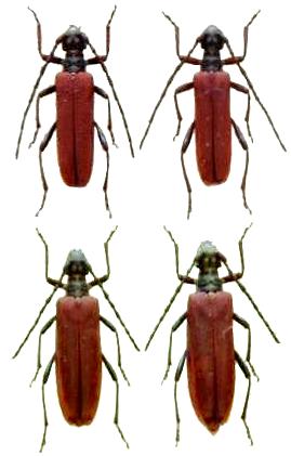 Enoploderes bicolor
