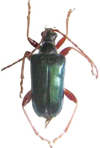 Gaurotes (Gaurotes) cyanipennis
