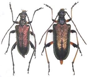 Gaurotes (Paragaurotes) doris doris