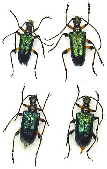 Gaurotes (Paragaurotes) doris suvorovi