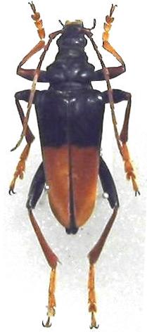 Mastododera fallaciosa