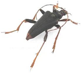 Mastododera lateralis