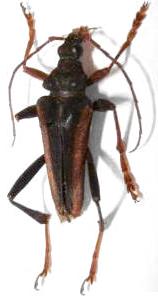 Mastododera lateralis