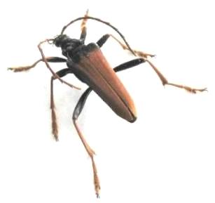 Mastododera nodicollis