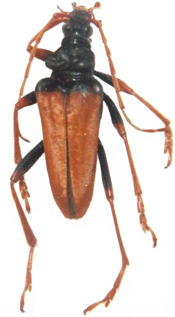 Mastododera nodicollis