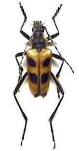 Pachyta quadrimaculata