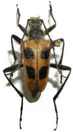 Pachyta quadrimaculata