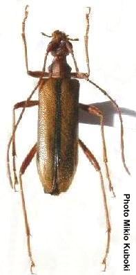 Pidonia paradisacola