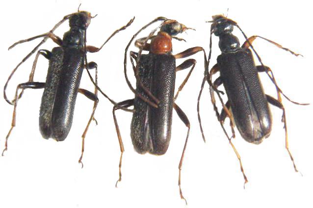 Pidonia (Pidonia) ruficollis