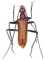 Pseudosieversia amanoi