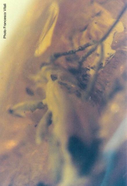 Pseudosieversia europaea