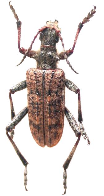 Rhagium (Rhagium) heyrovskyi