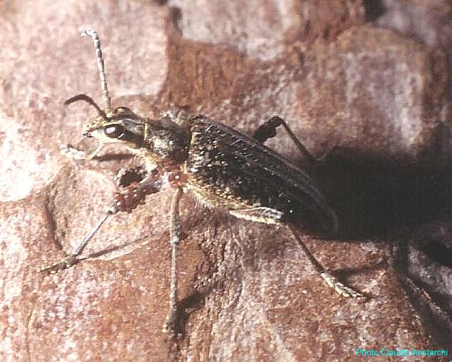 Rhagium (Rhagium) inquisitor