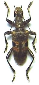 Rhagium (Megarhagium) mordax