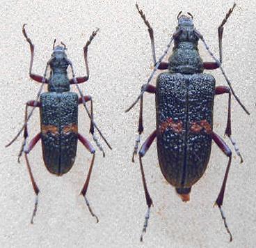 Sachalinobia rugipennis koltzei