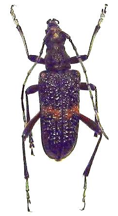 Sachalinobia rugipennis koltzei