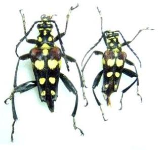 Sagridola maculosa
