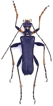 Stenocorus (Eutoxotus) coeruleipennis