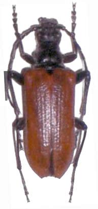 Stenocorus (Anisorus) quercus
