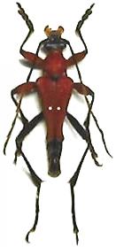 Stenoxotus ochreoruber