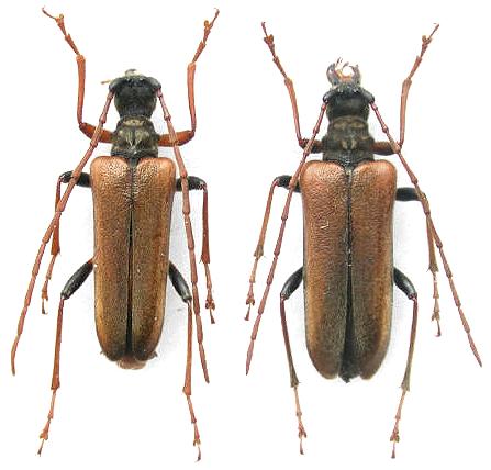 Toxotinus reini
