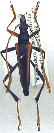 Tsivoka simplicicollis